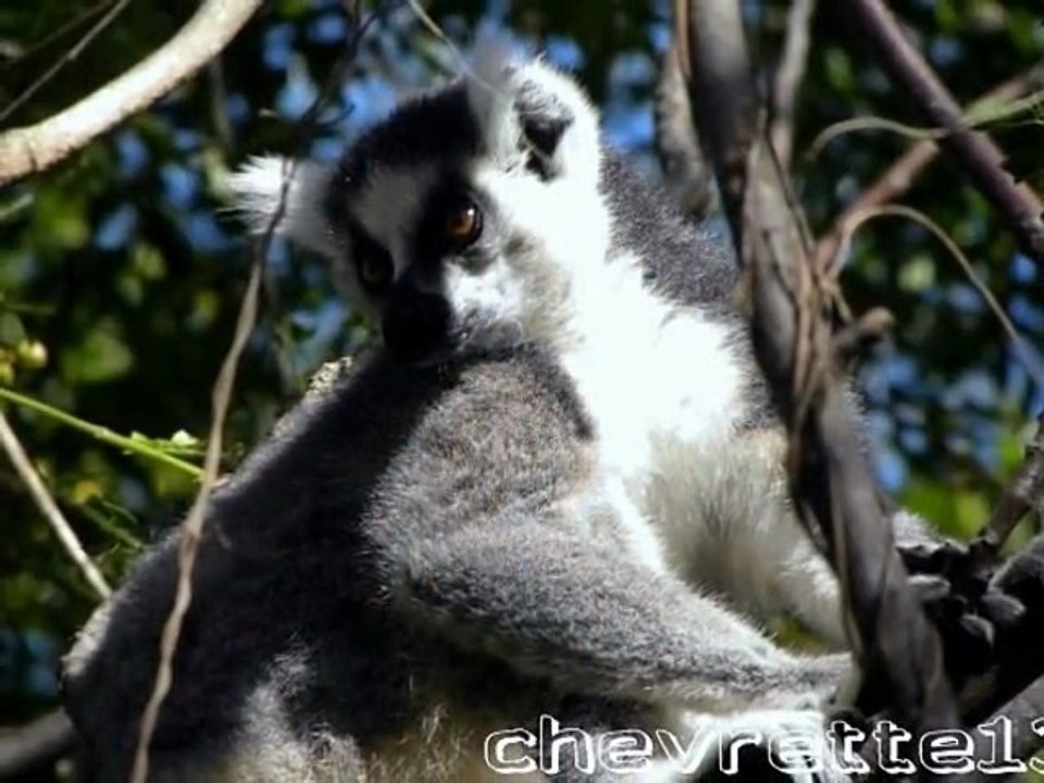 Parc Anja 2
