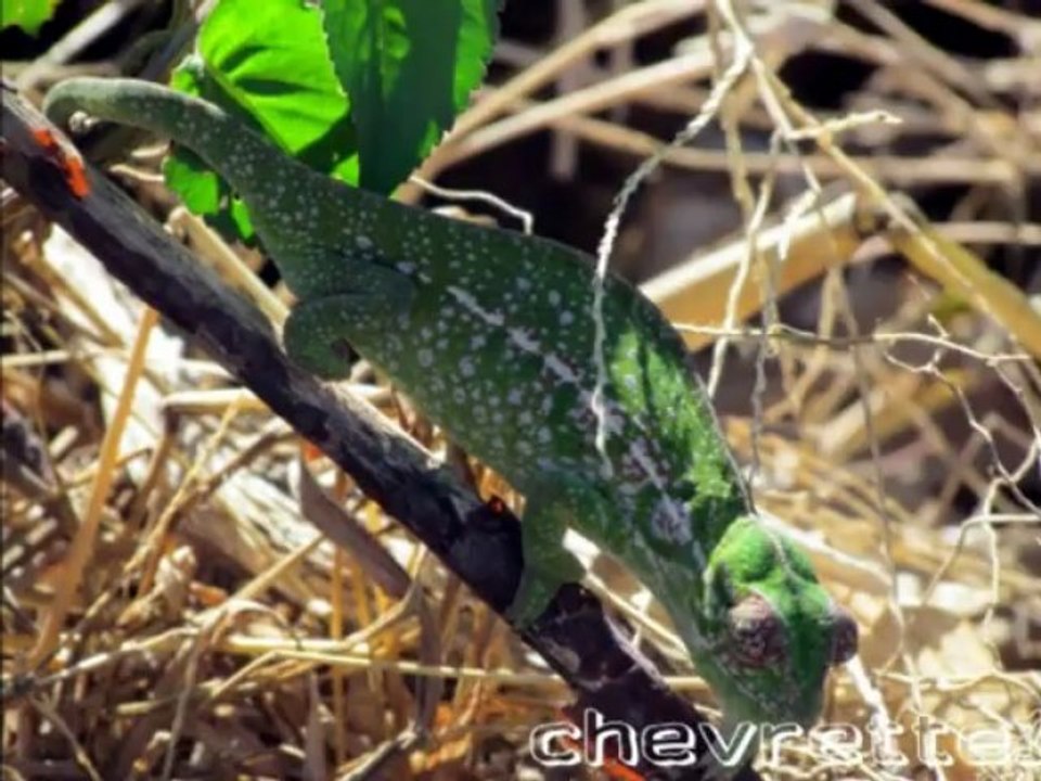 Parc Anja fin