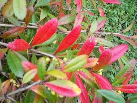 MUSTAFA TERECİ KESER DÖNER SAP DÖNER