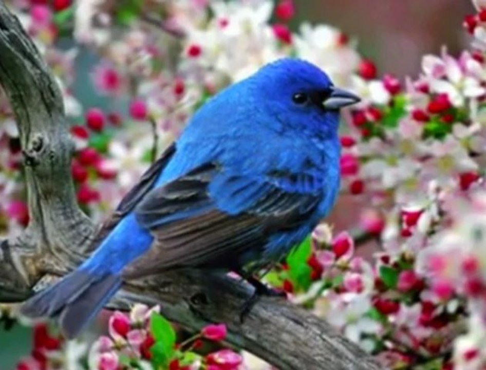 İLYAS SALMAN - SEVENLERE GÖNÜL VERDİM....