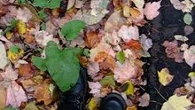 Pas dans les feuilles