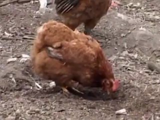 Курица, несущая "золотые яйца"