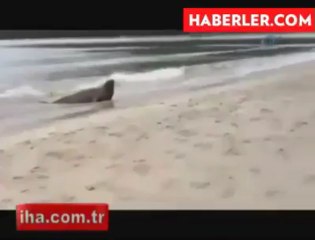 Морской слон выполз на дорогу в Бразилии