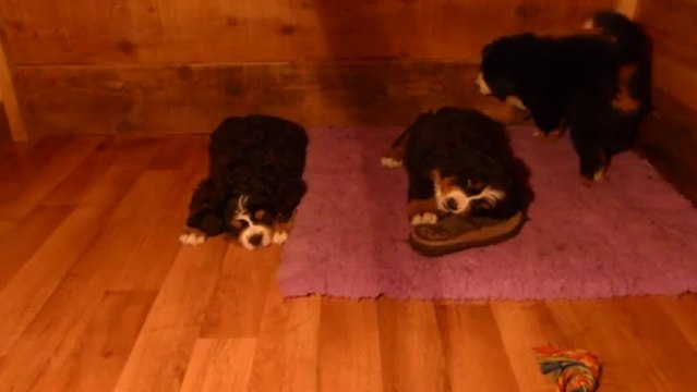 il est 23 h, Igor : moi je dors - bébé orange : le chausson, c'est mon jouet- bébé vert : je préfère jouer avec bébé orange plutôt qu'avec un chausson sson