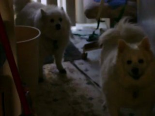 American Eskimo Dogs - Don't want to come inside