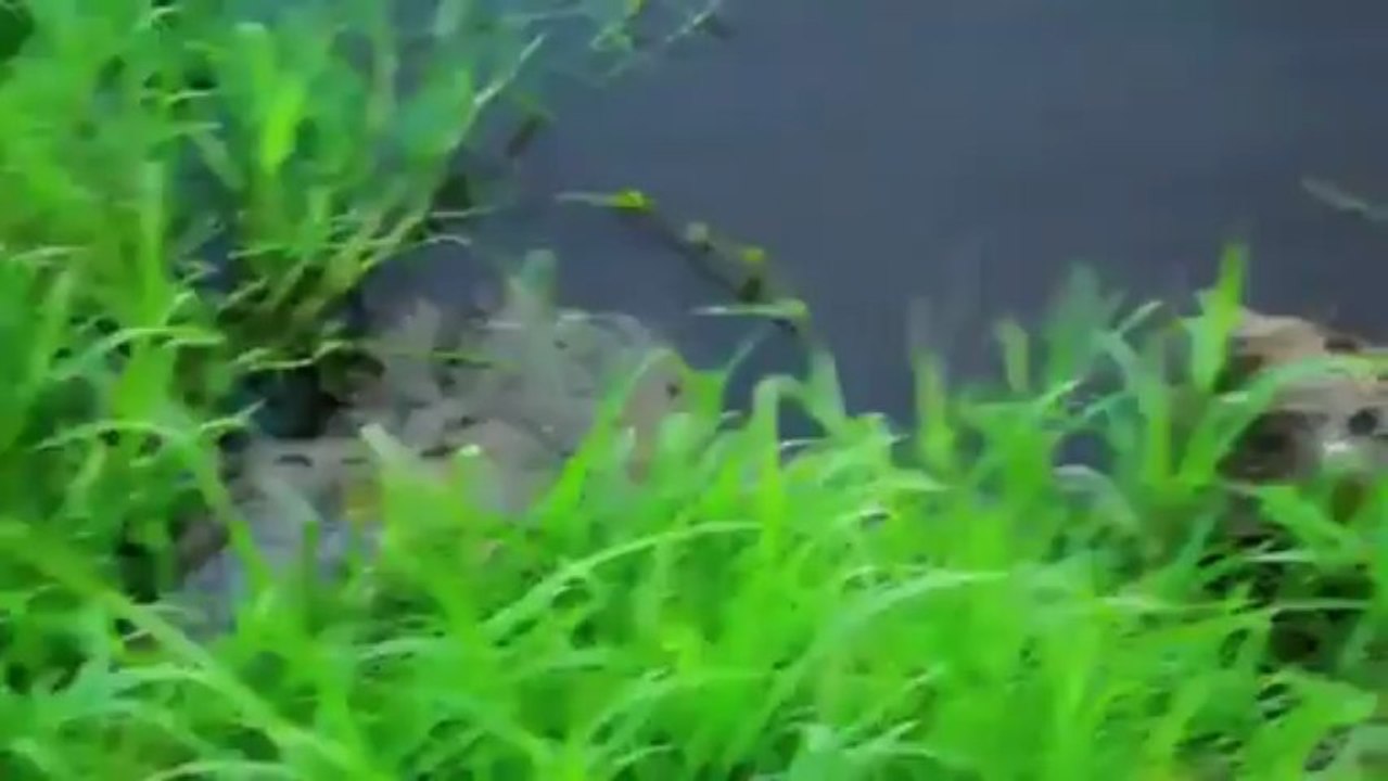 Fotógrafo escapa por um triz de ser atacado por crocodilo na Costa Rica