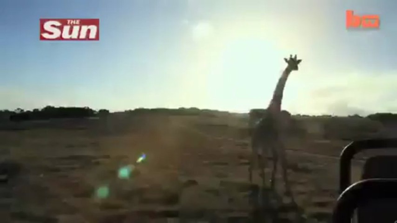 Girafa persegue jipe de turistas em safári na África