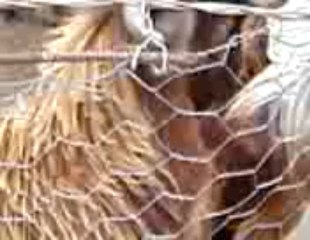 URFA -W-W-W-.SESLİKANAL.COM AÇİLMİŞTİR  BEKLERİM