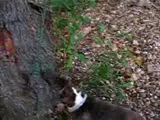 bull terrier bringé blanc