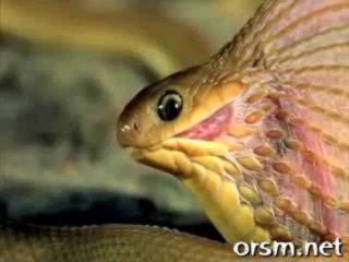 SNAKE EATING EGG