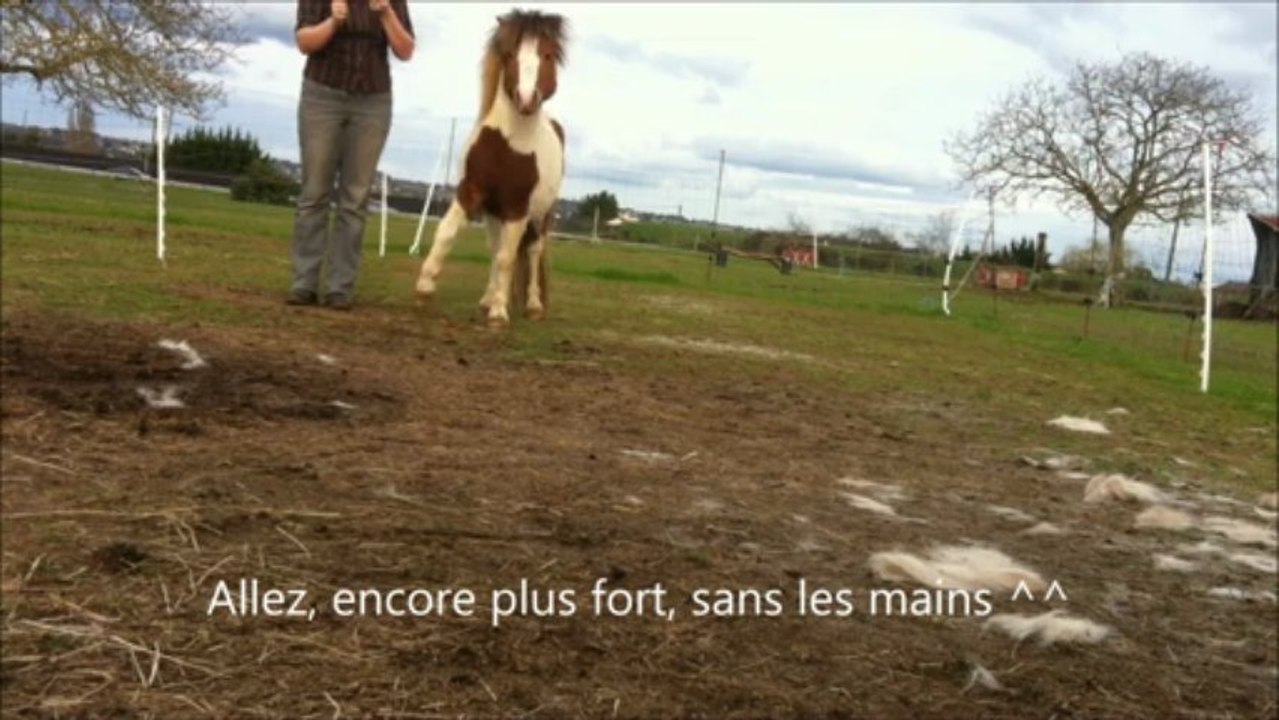 pony le 23 mars 2013, essai pivots antérieurs+ débuts pas espagnol + entrainement