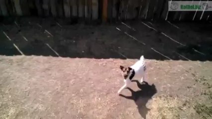 Hund nutzt hohen Eingang