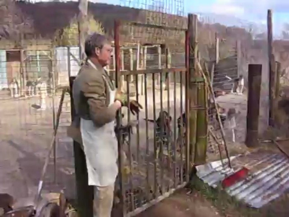 Vénerie du lièvre A : La sortie du chenil