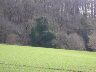 Vénerie lièvre F : La rentrée au bois