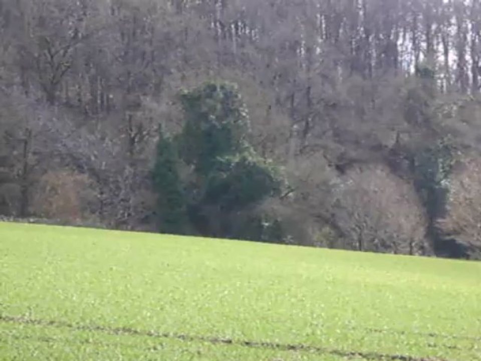 Vénerie lièvre F : La rentrée au bois
