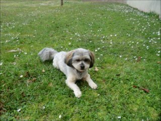 la petite paillette dans la prairie