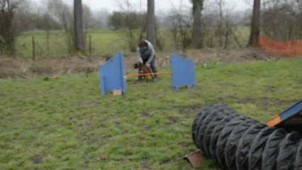 Un peu d'agility avec Galla