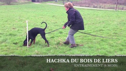 HACHKA DU BOIS DE LIERS