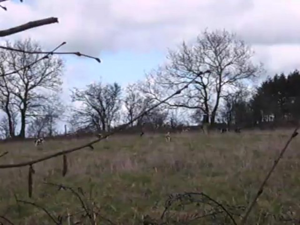 Vénerie du lièvre I : Le travail du défaut