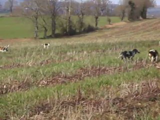 Vénerie du lièvre K : Toujours le travail du défaut