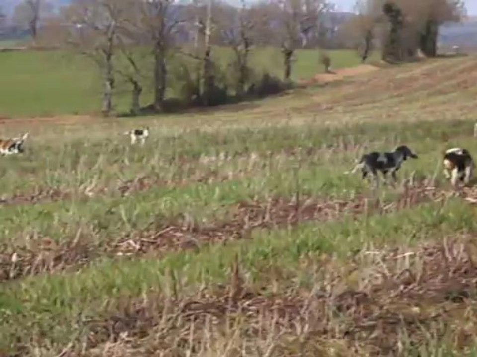 Vénerie du lièvre K : Toujours le travail du défaut