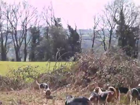 Vénerie du lièvre L : Toujours le travail du défaut (gros plan sur le travail des chiens)