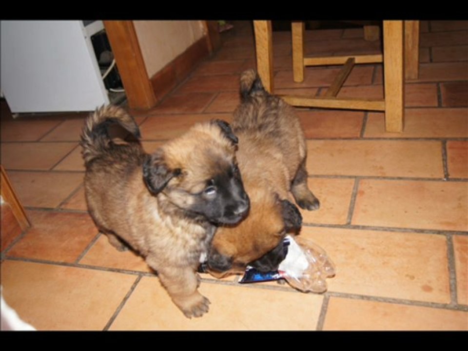diapo chiots Diam's