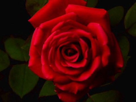 Adını Hasret Koy Hasret Kalayım( Şiir Gözlüm) (Y.JANUARY)