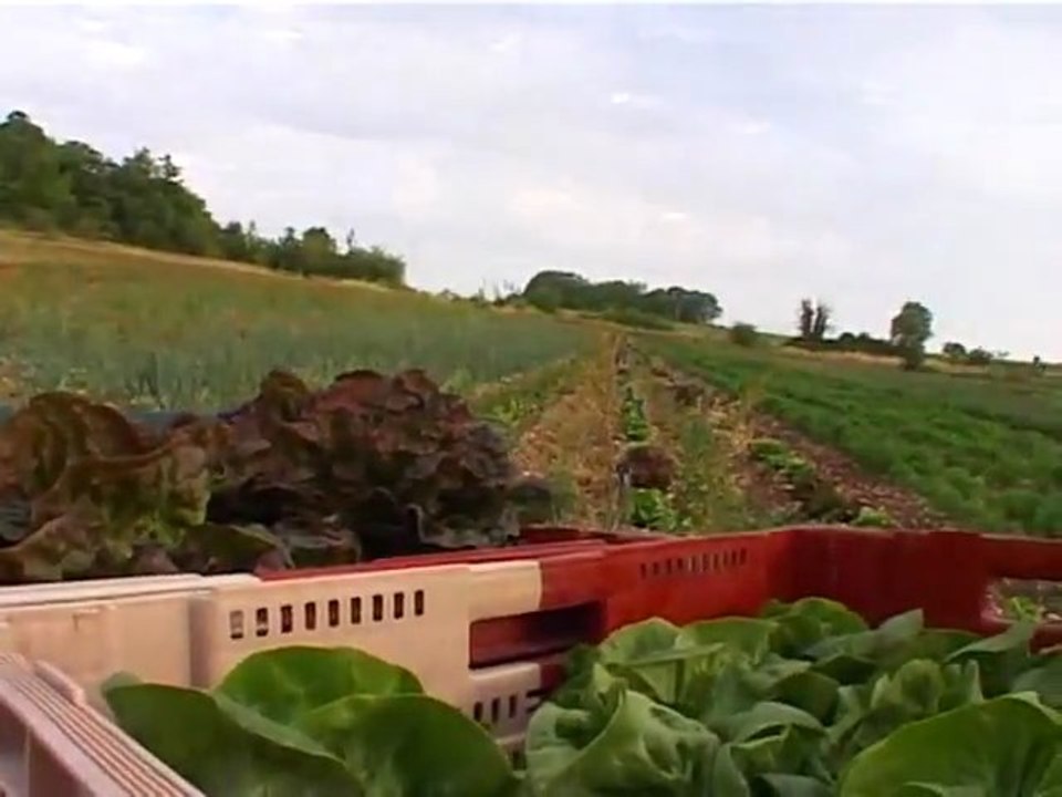 Traction animale en agriculture - maraîchage (extraits 2)