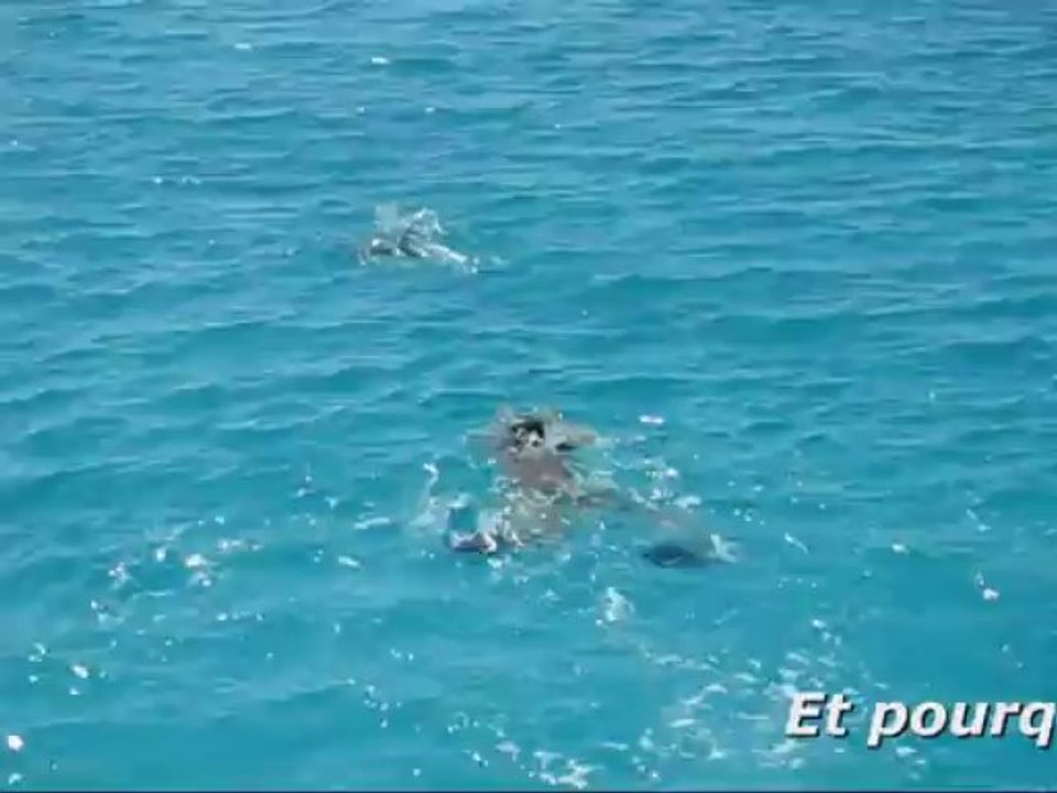 Un dauphin vient jouer en pleine mer avec une plaisancière