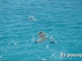 Un dauphin vient jouer en pleine mer avec une plaisancière