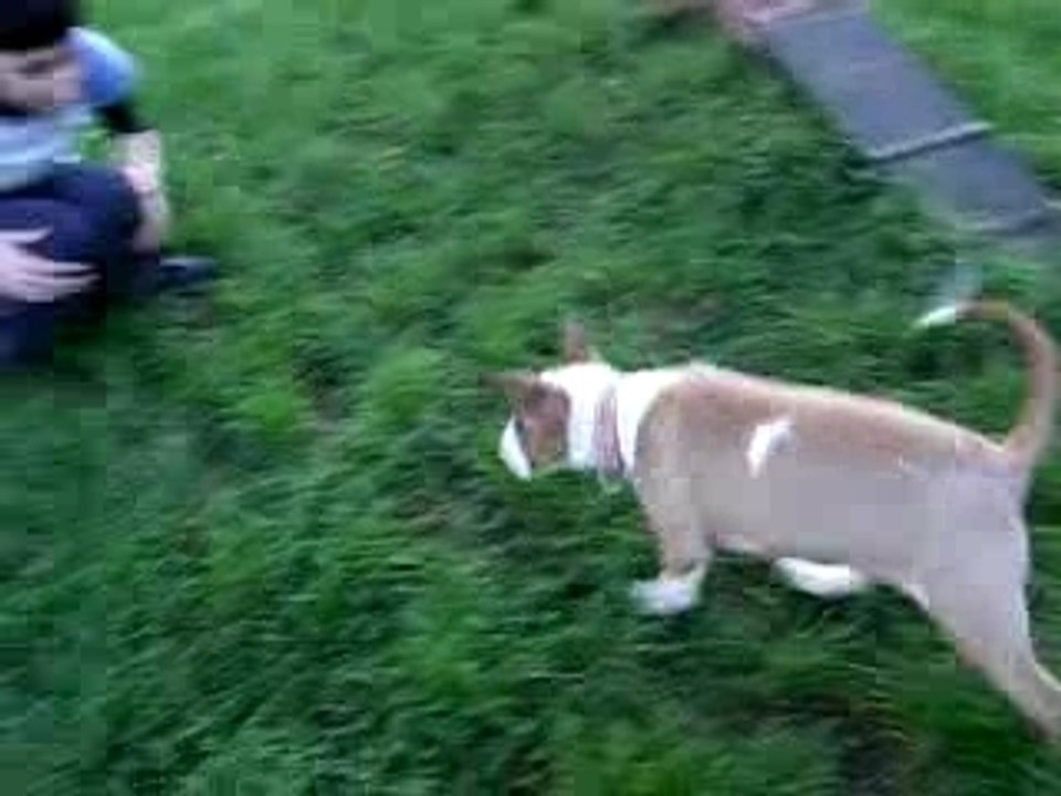 bambaok1agility