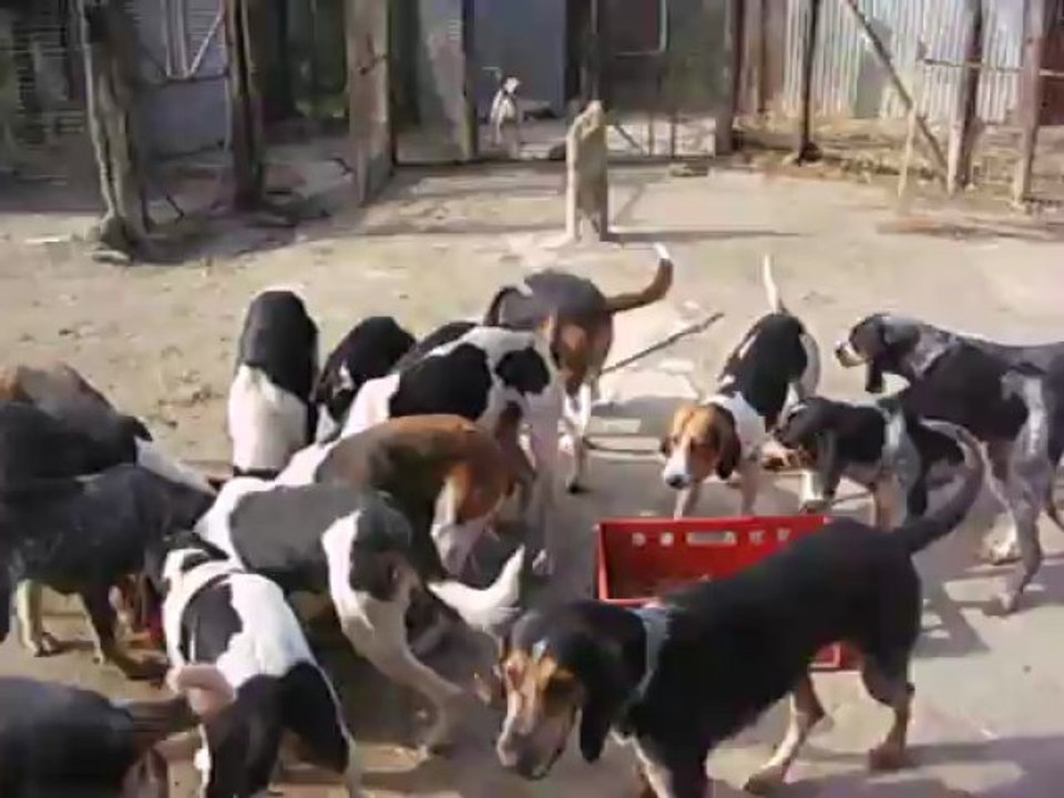 Vénerie du lièvre S : La soupe des chiens