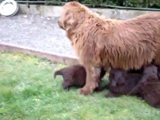 chiots terre neuve marron bronze de l'élevage de VALOYAN
