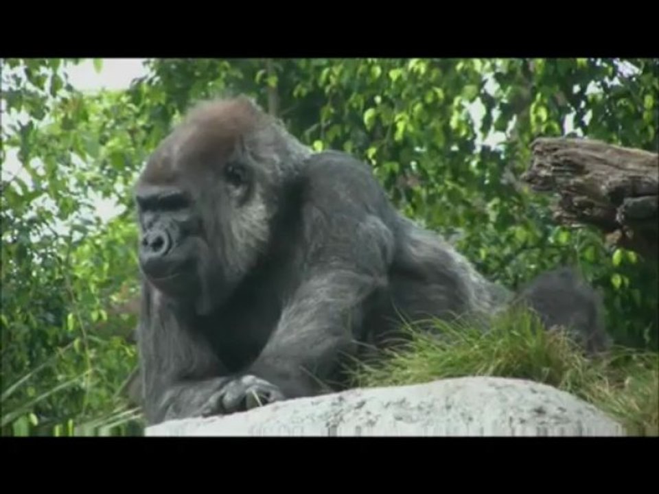 les zanimos facon fred 2