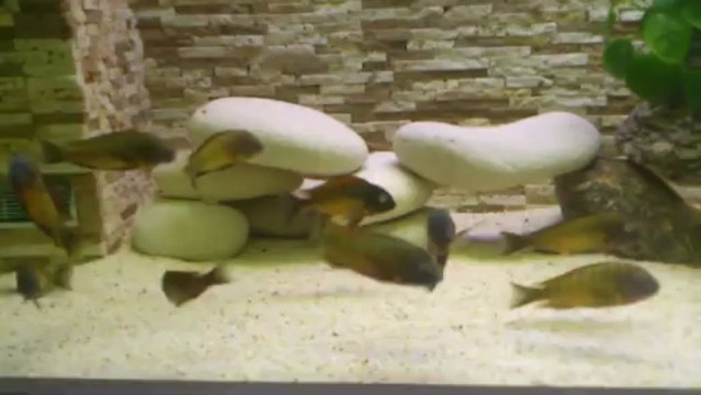 İLANGİ YELLOW KOLONİSİ