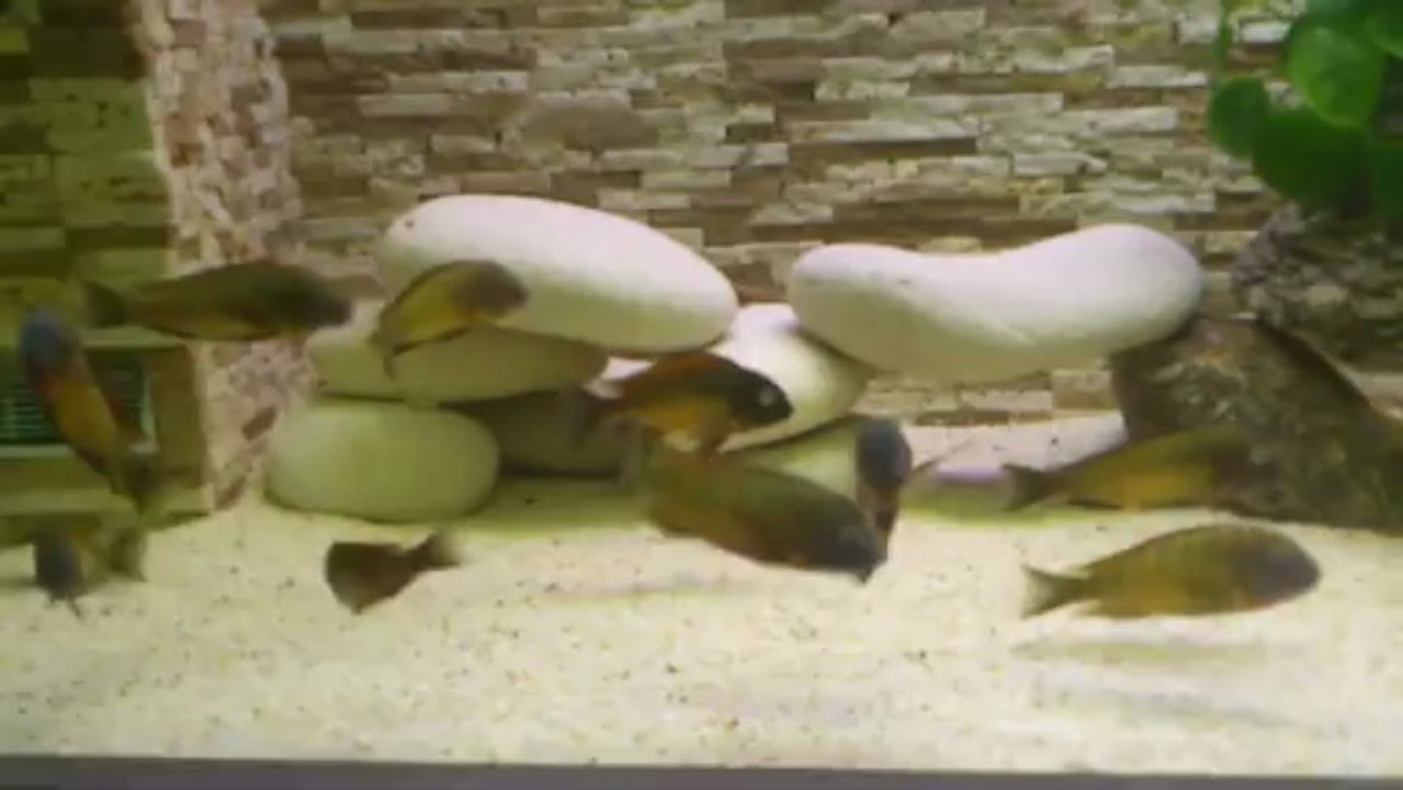 İLANGİ YELLOW KOLONİSİ