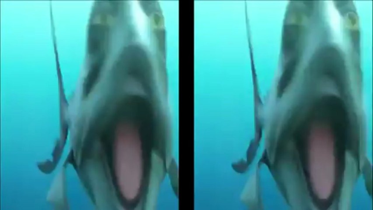 film POP et le Nouveau Monde 3D Bande Annonce VF