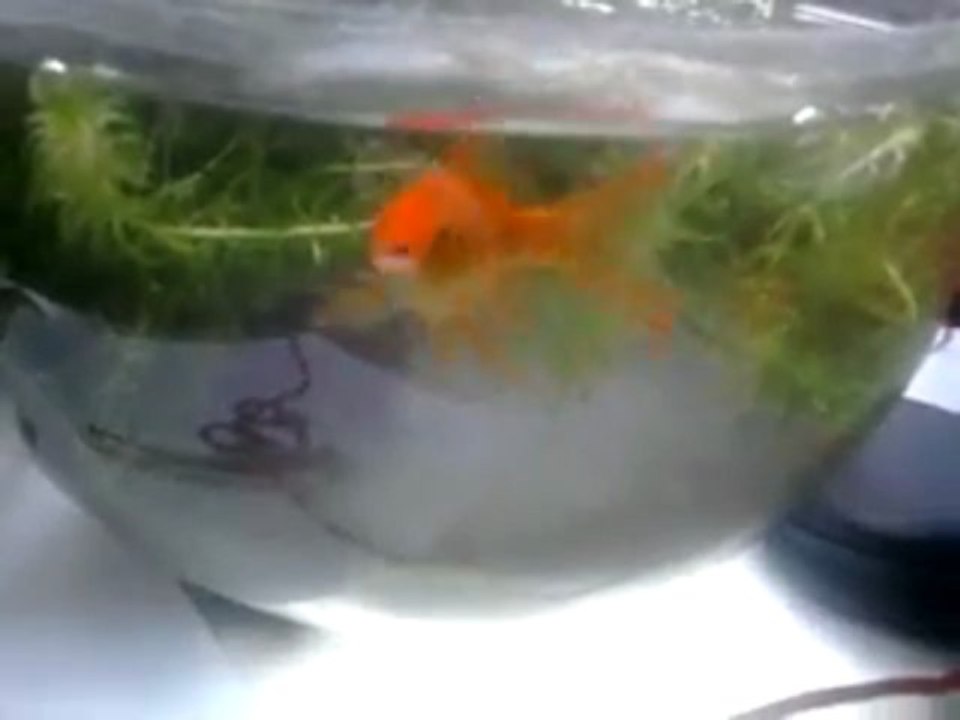 Le Poisson Rouge