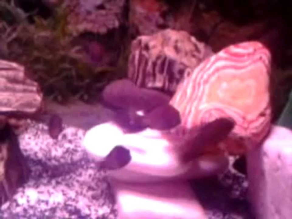 Tropheus Red 26