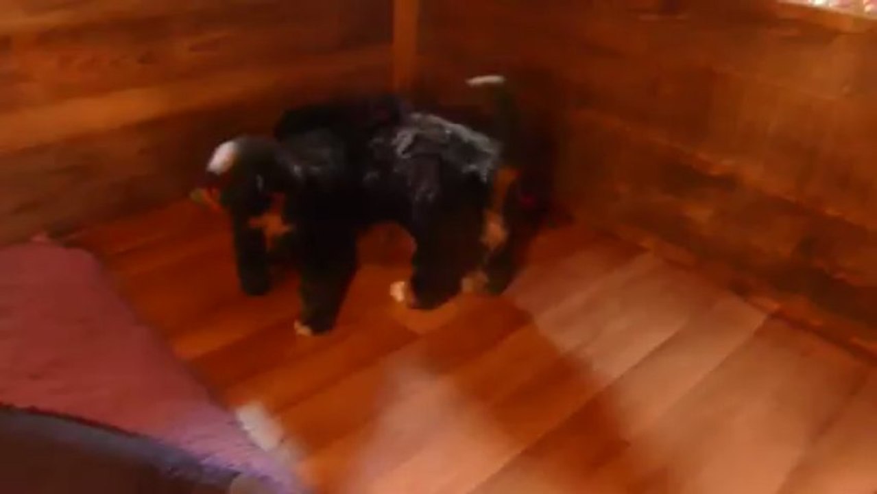 Igor et les chaussettes
