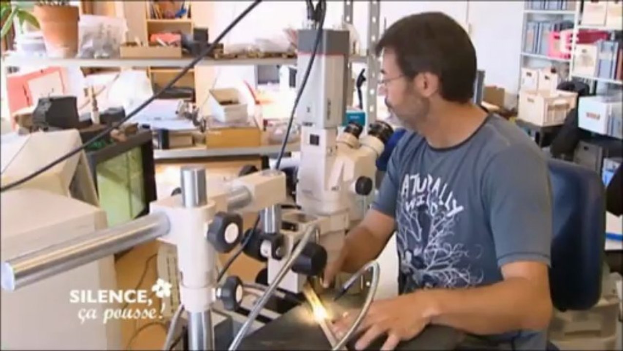 Dendrochronologie - l'âge des arbres