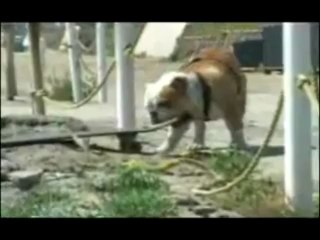 YAY! Funny Animal Videos!