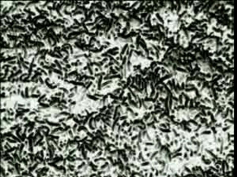 The Ring - Vidéo Maudite [US]