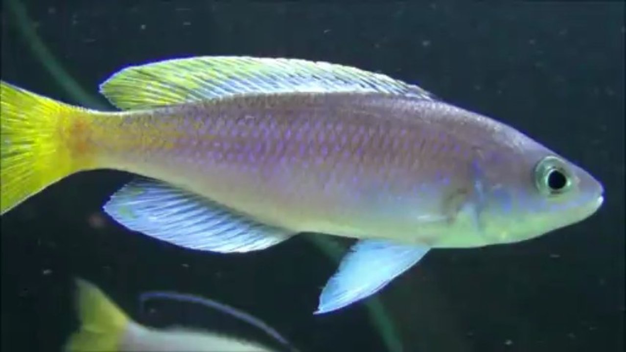 2013-03-24 - Cyprichromis leptosoma (Msalaba) F0