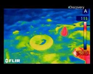 D.Channel | Time Warp: Yılanlar ve Sumo Güreşçileri