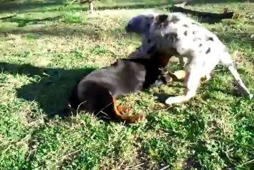 Vidéo0101 Houchka et jackie