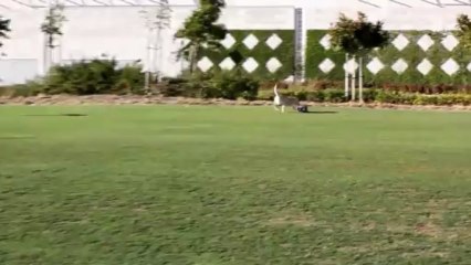 Sage's Go-Go Dog Pals