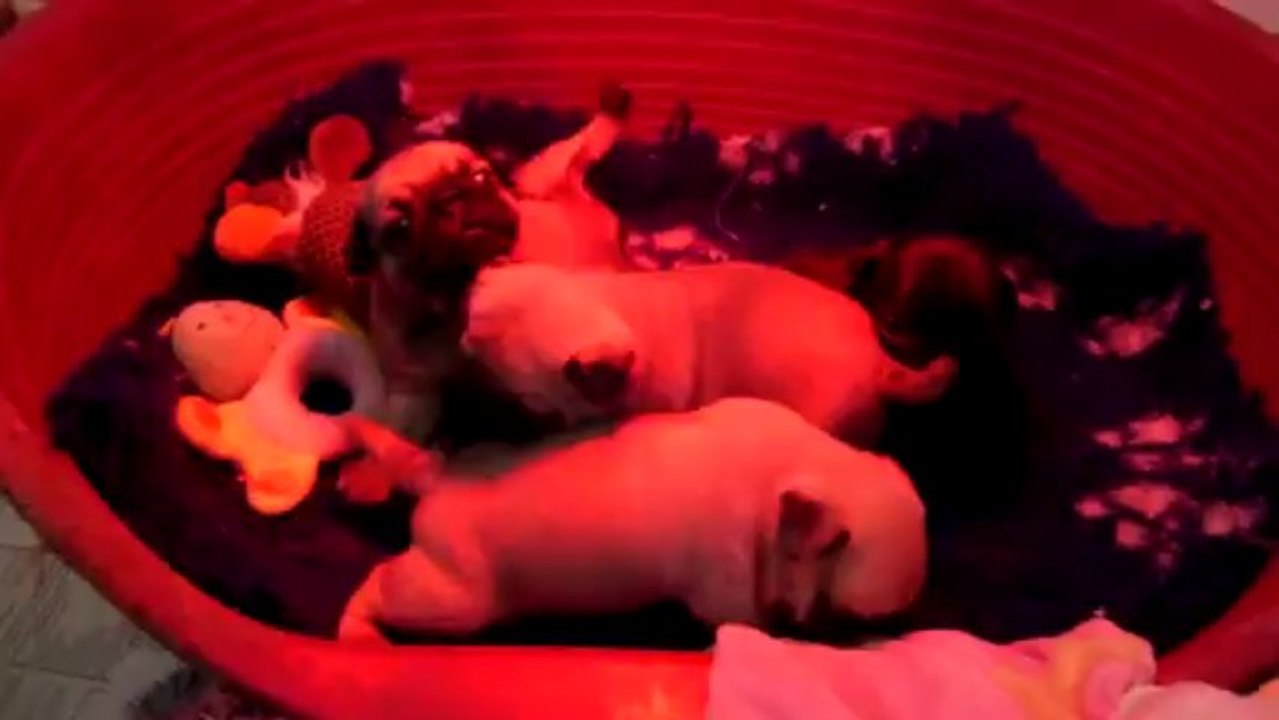 Chiots Carlin du 26.02.13