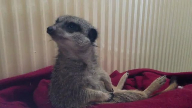 Suricate lutte contre le sommeil